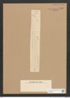 Synedra sp. (de-Toni-Nr.: Genus 66) Zeichnungen Sammlung Grunow Nr. 5439 (NHMW-BOT-W0373539)